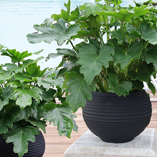 Lattice Bowl planters